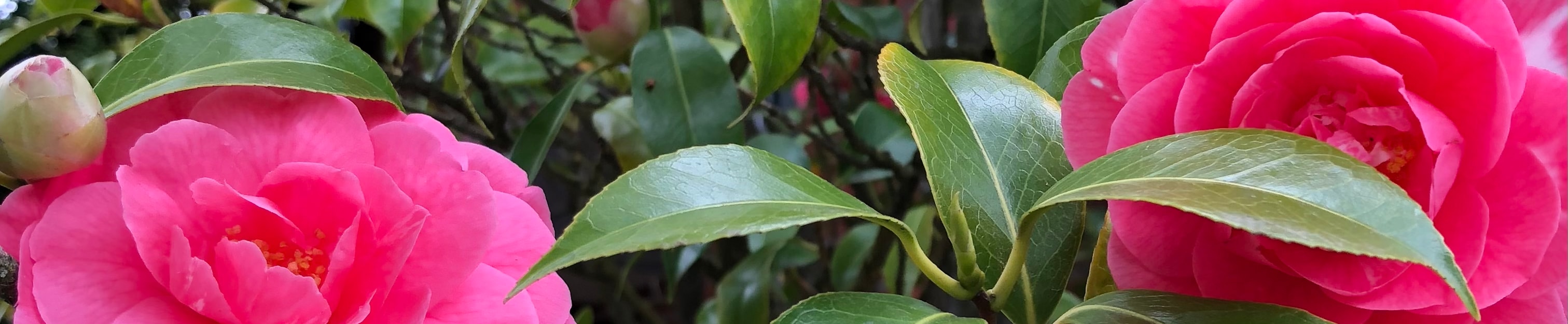 Marketing & Design background